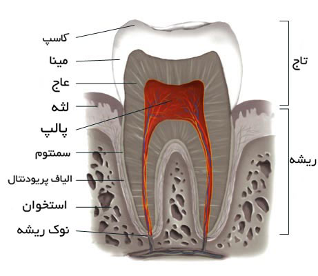 ساختمان داخلی دندان